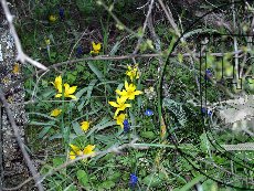 Тюлпан Биберштейна 001